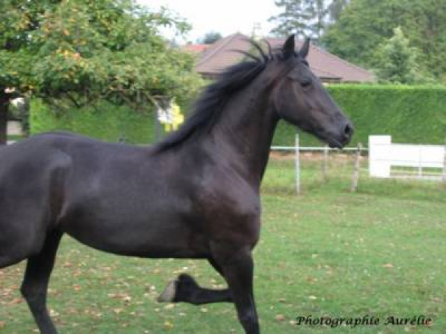Dringlich Verkauf des friesischen Stutenpferdes - Tiere -  rodez