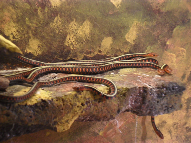 Gebe ab.Strumpfband nattern - Tiere - Buchholz