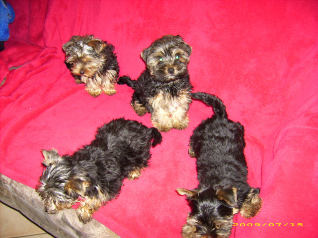 Yorkshire Terrier  - Tiere - Forchheim