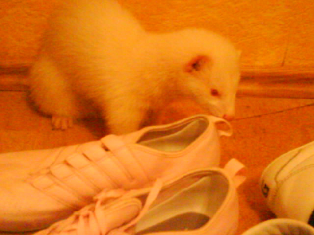 Ein Albino Frettchen (Rüde)zu verkaufen - Tiere - Dortmund