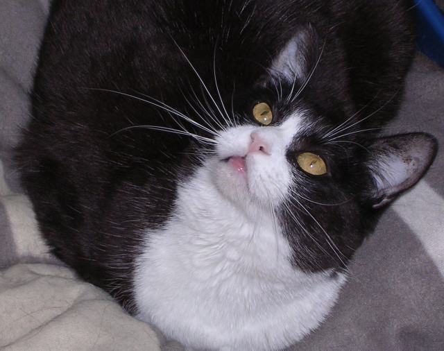 Flugpaten für Katze gesucht! Madrid bis Düsseldorf/Dortmund - Tiere - Bochum