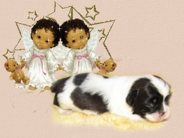 Shih Tzu Nachwuchs - Tiere - feldatal