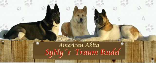 American Akitawelpen - Tiere - Niederröblingen
