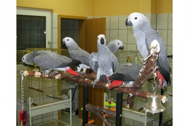 Drei Paare von Junge superzahme Kongo-Graupapageien - Tiere - Frankfurt