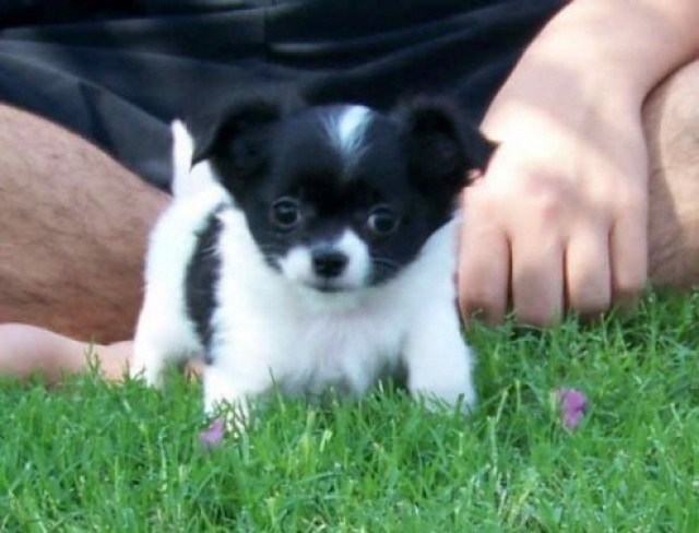 Typvolle Chihuahua Welpen..suchen Traumplatz !!!!! - Tiere - stugartt