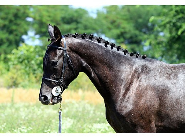 Grau Stute Hannoveraner - Tiere - kiel