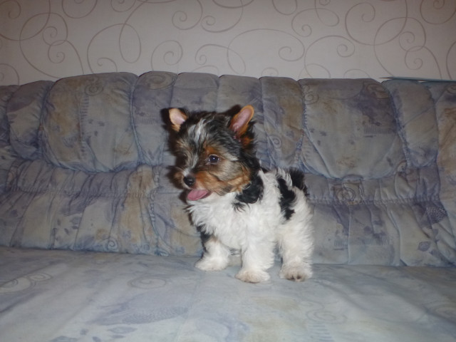  Biewer Yorkshire Terriere Welpen Rüder Hündin - Tiere - Herne