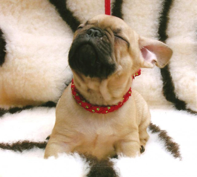 Wunderschöne typvolle Französische Bulldoggen m.Papieren - Tiere - Mücheln