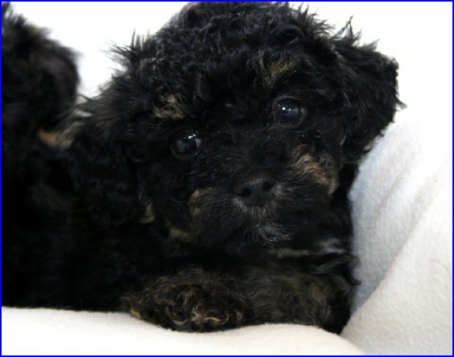 Zuckersüße Bolonka Zwetna Welpen ab sofort in liebevolle Hände ab - Tiere - mühlhausen