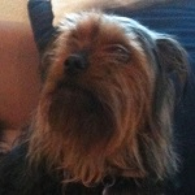 Rocky wartet in Ulm auf seine Menschen - Tiere - Blaubeuren