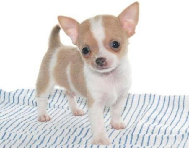**  Traumhaft schöne Chihuahuawelpen aus Exclusivzucht  **!! - Tiere -  Stammbach