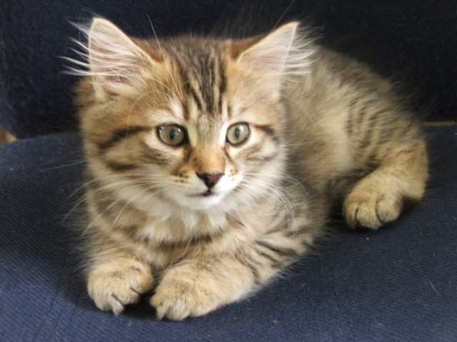 Maine Coon - Tiere - Berlin