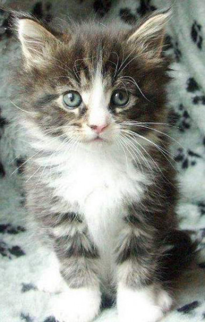 Typvolle und verschmuste Maine Coon Kitten - Tiere - Geising
