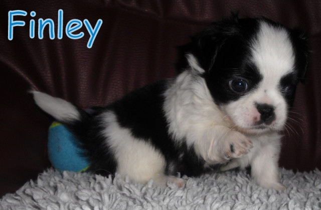 5 kleine Tibex Welpen - Tiere - Brandenburg