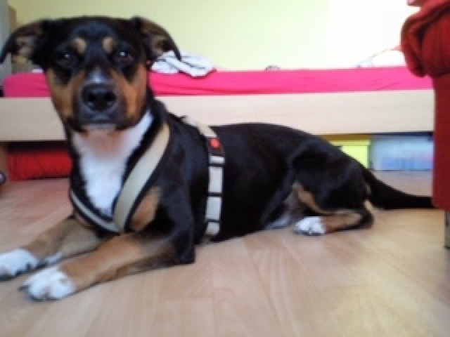 Sunny sucht liebevolles Zuhause - Tiere - Pritzwalk