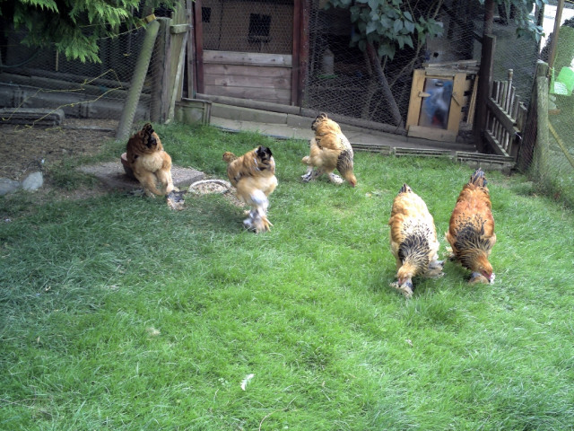 Brahmas-große - Tiere - Woldert