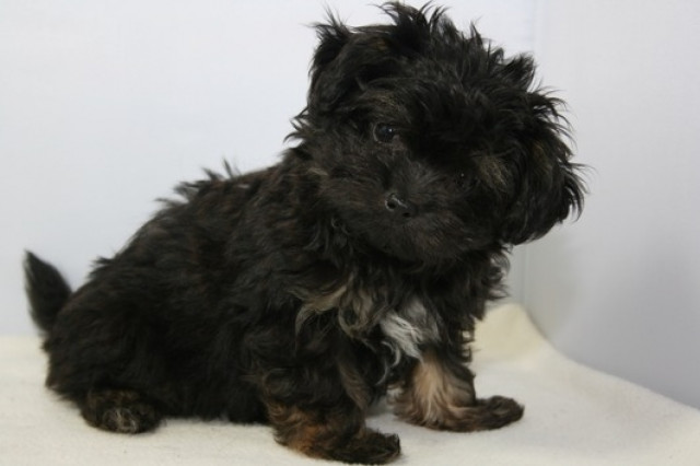 Zuckersüße Bolonka Zwetnas in liebevolle Hände zu vergeben - Tiere - hannover