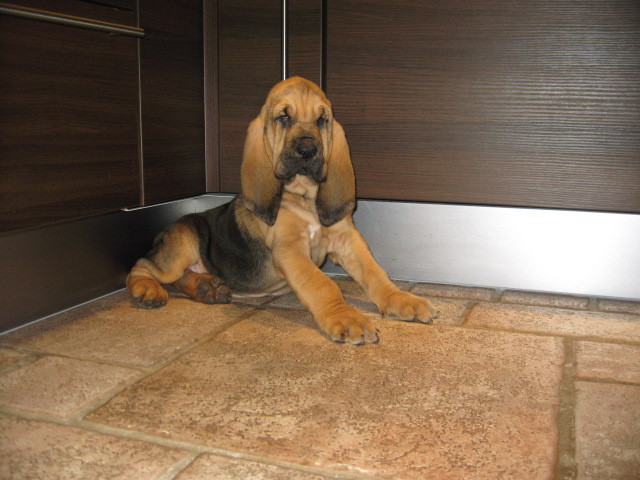 Bloodhounds of Samaria  //  Welpen mit Papieren  - Tiere - Wilhelmshaven