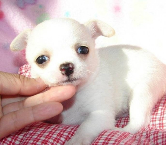 Supersüsse reinrassige Chihuahua Welpen !! - Tiere -  Emden 