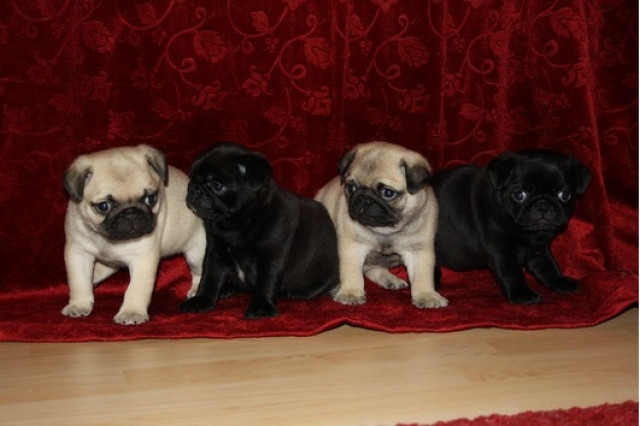 Beeige Mopskinder sind noch zu haben: - Tiere - chemnitz