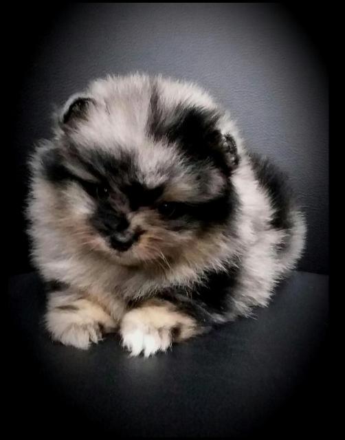 Pomeranianwelpen bluemerle, - Tiere - Rodalben