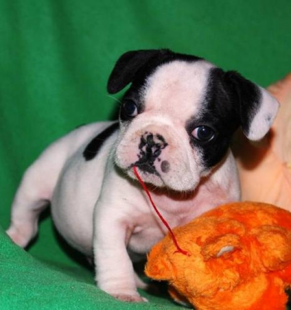  Französisch Bulldog Welpen - Tiere -  Hamburg