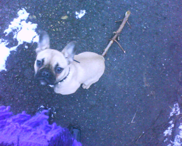  fra. bully - Tiere - plate