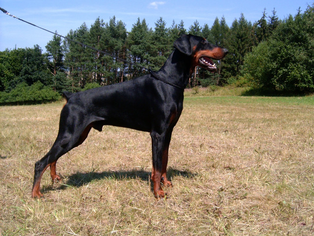 Dobermann Welpen mit FCI Stambaum - Tiere - Trebic