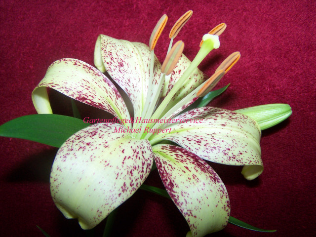 Mit unserem Gartenpflege&Hausmeisterservice bekommen sie viele  - Dienstleistungen Business Gewerbe - Frankfurt Bergen-Enkheim