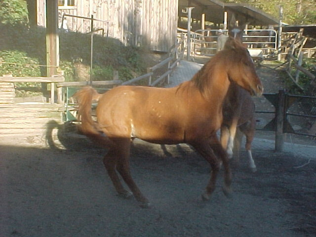 Vollblutaraber-Wallach - Tiere - Kirchen