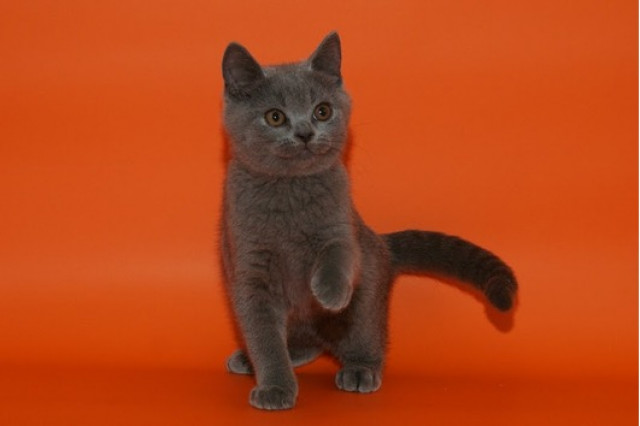 Wunderschöne BKH-Kartäuser Kitten abzugeben - Tiere - Nürnberg