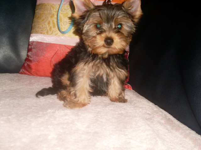 Yorkshire Terrier Welpe Rüde - Tiere - Dortmund