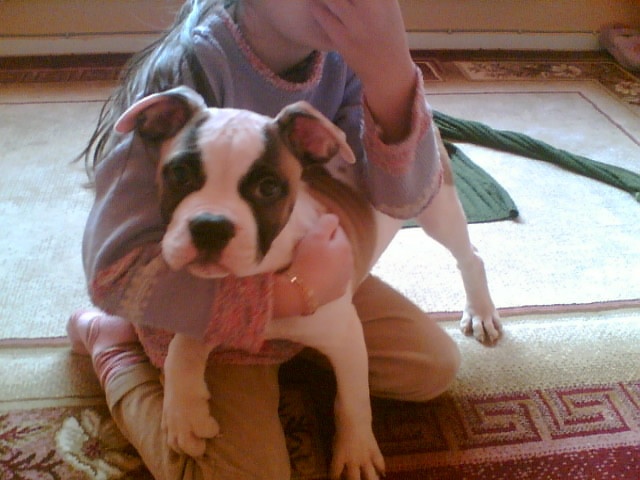 Amerikan bulldog welpen zu verkaufen 350€u v.h.b. - Tiere - ibbenbüren