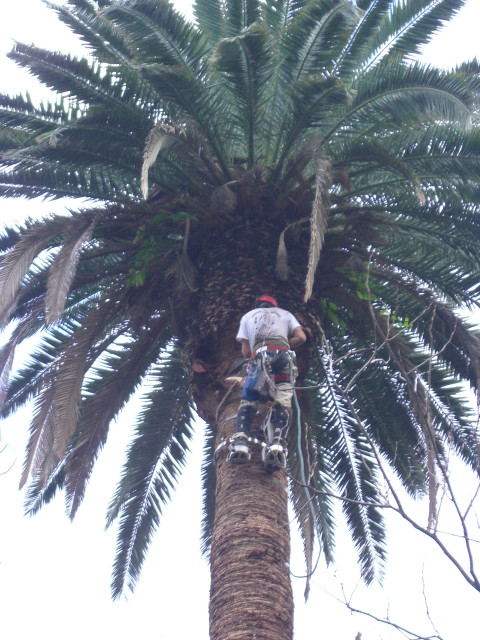 Gartenpflege - Handwerk Hausbau Garten - la orotava