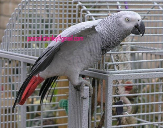 Männlichen und weiblichen Graupapageien zur Adoption (cassy und leo)  - Tiere - basel