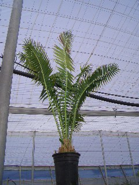 Dioon spinulosum - Hobby Spiele - Almeria