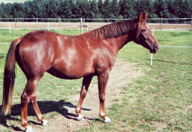 Bildschöne Warmblutstute - Tiere - Kleinich