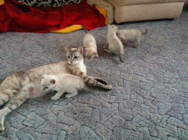 Reinrassige Siamkatzen zu verkaufen - Tiere - Pfaffenhofen