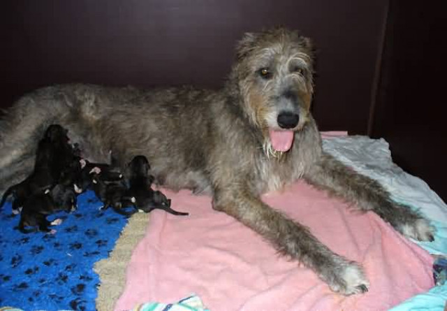 Irish Wolfhound Zwinger BiGi´s Wolf hat Welpen - Tiere - Samswegen