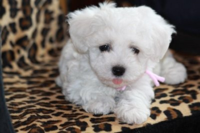Bichon Frise Welpen zur Abgabe - Tiere - Jt.Ingbert