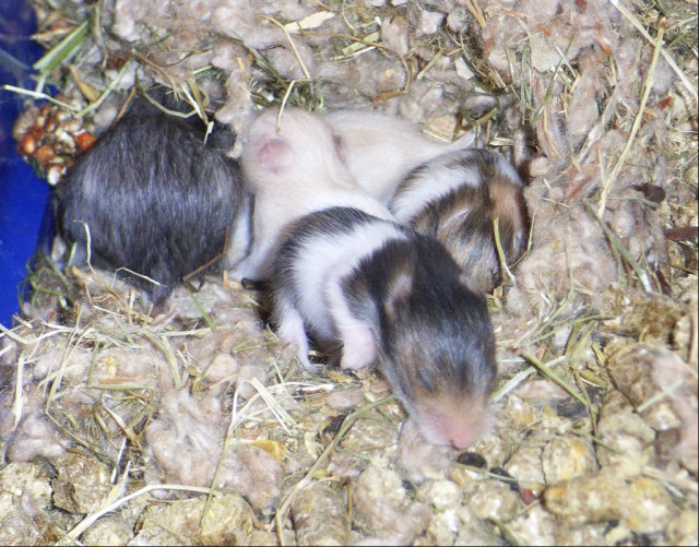 Süße Teddyhamsterbabys - Tiere - Kleinrinderfeld(Raum Würzburg)