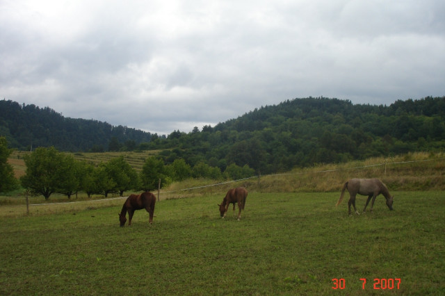 Suche Beistellpferde Zuchtstute/ Zuchthengst Quarter Horse, Paint Horse, Appaloo - Tiere - Levoca