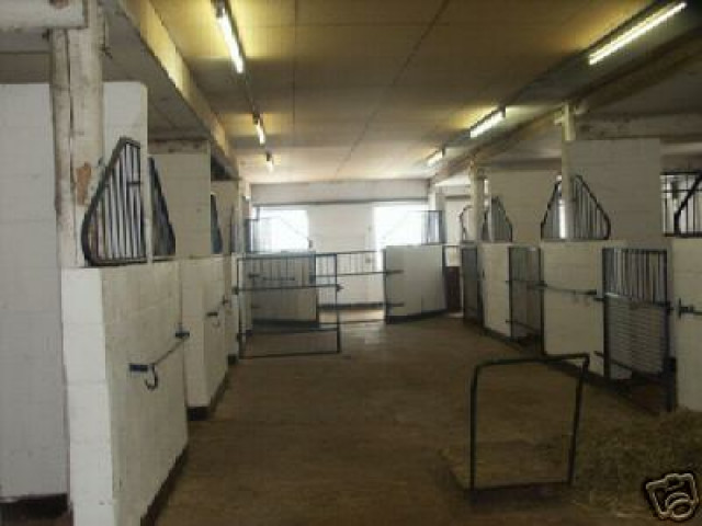 Pferboxen frei im Pferdeparadies - Tiere - Warbsen