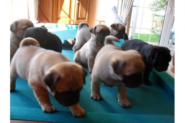 6 süße Mops-Welpen von privat zu verkaufen - Tiere -  Düsseldorf