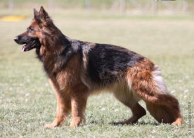 Altdeutsche Schäferhundwelpen m. P. - Tiere - Nümbrecht