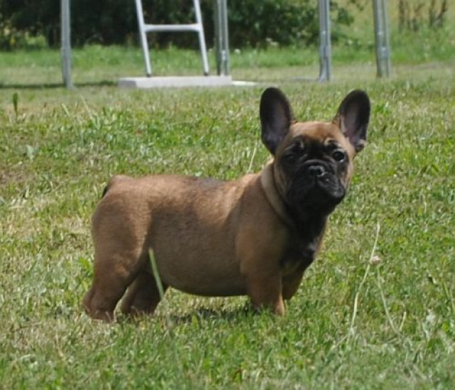 Du Ch teau Taliaferro - French Bulldog Welpen in Dark Sable / Sable Tan /  Red F - Tiere - Sindelfingen