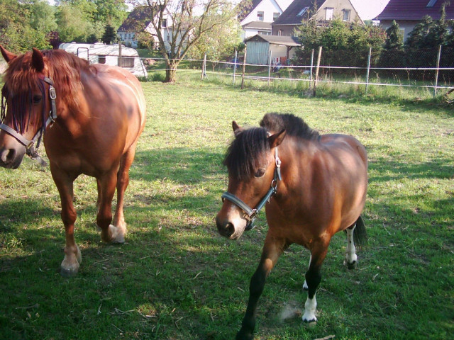 Fuchs-Stute Stckm. 1, 48 m und Pony- Wallach 1, 10 m - Tiere - Nähe Luth. Eisleben