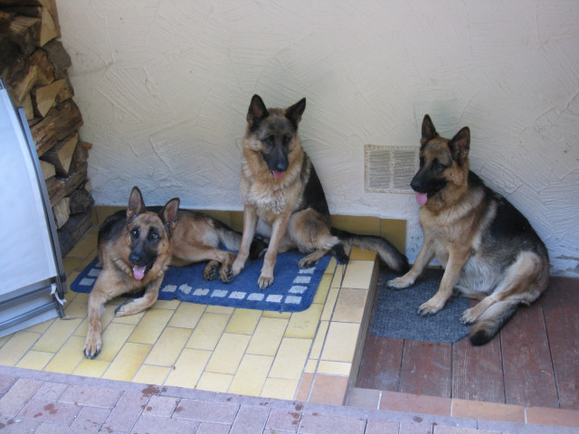 Deutsche Schäferhunde - Tiere - Obernheim-Kirchenarnbach
