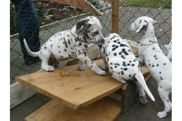 Dalmatinerwelpen  ( 150 euros) - Tiere -  Rathenow 