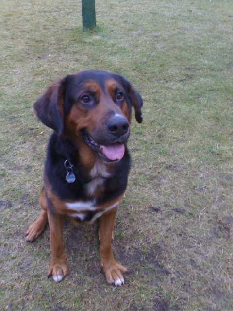 Familien Hund Bernasenn-Mix - Tiere - neumünster